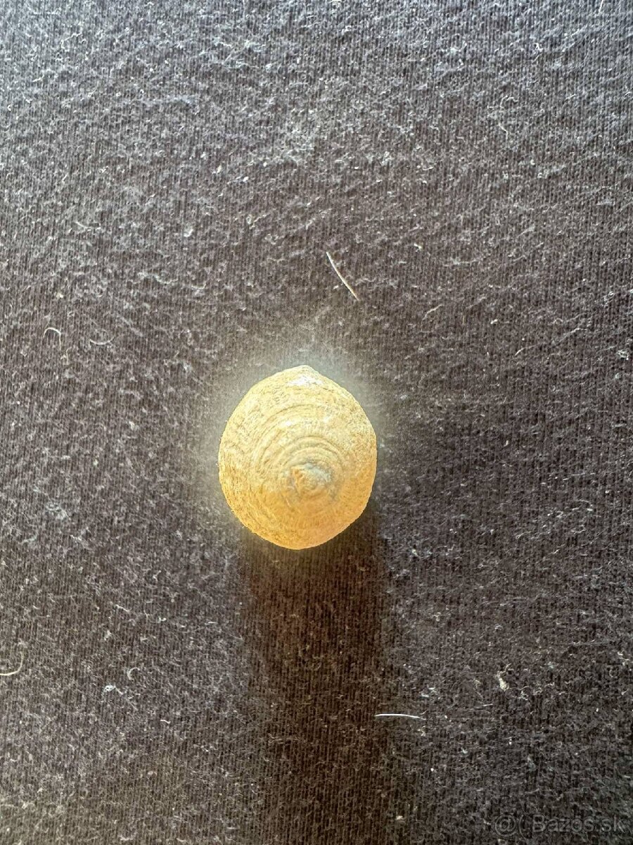 Skamenelina stonky praslicky - 2