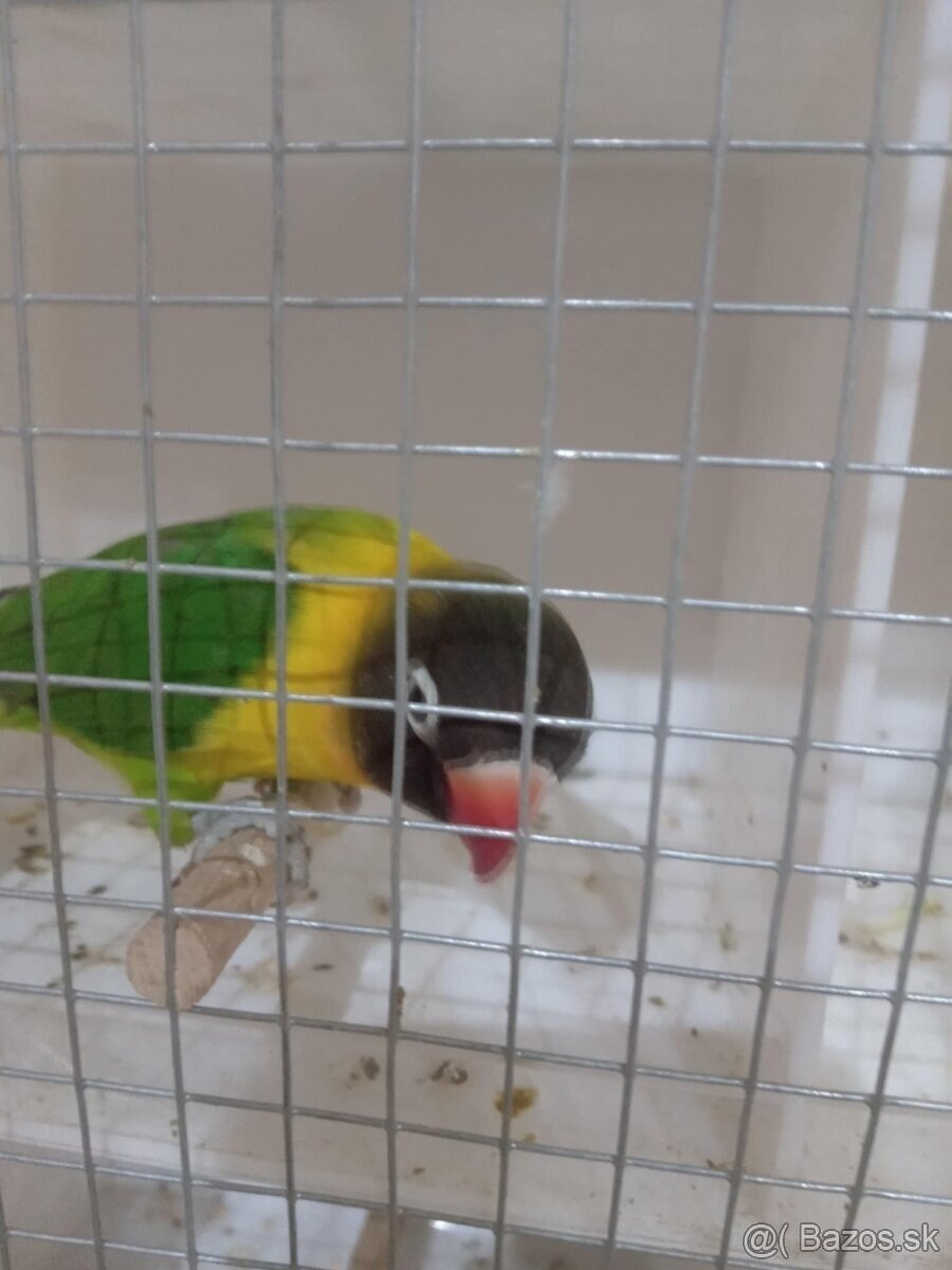 2025-Agapornis škraboškový Samček aj Samička. - 2