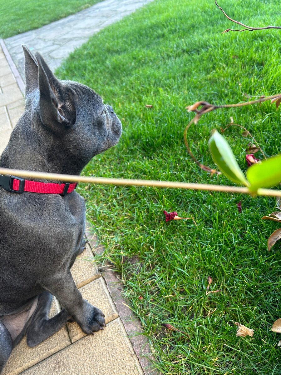 Francúzsky Buldoček - 2