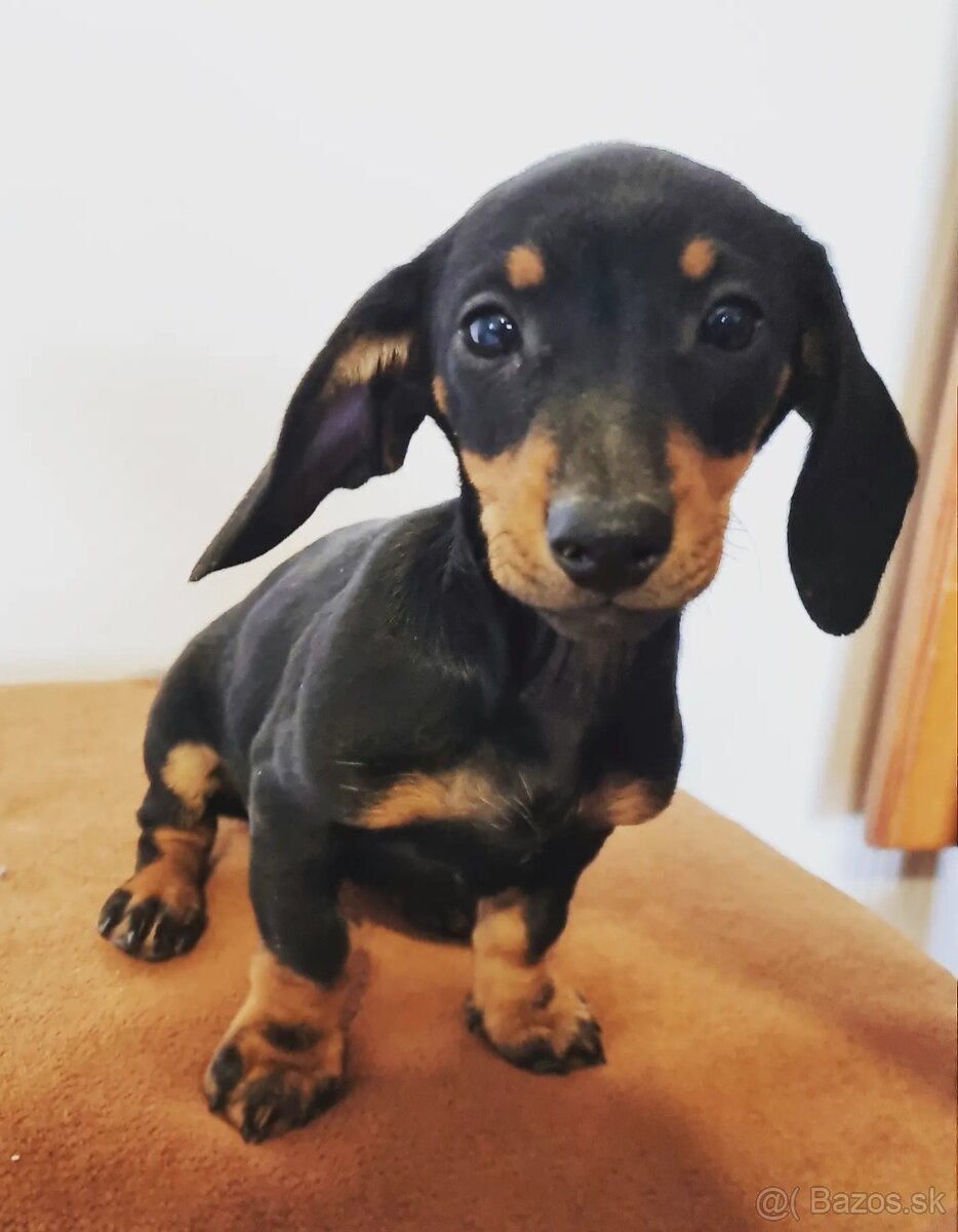 Jazvecík krátkosrsty - 2