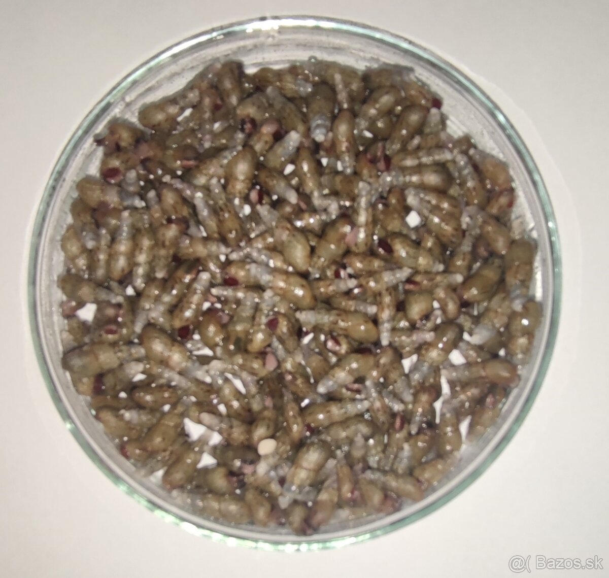 Melanoides tuberculatus-Vežovka malajská-Piškorka vežovitá - 2