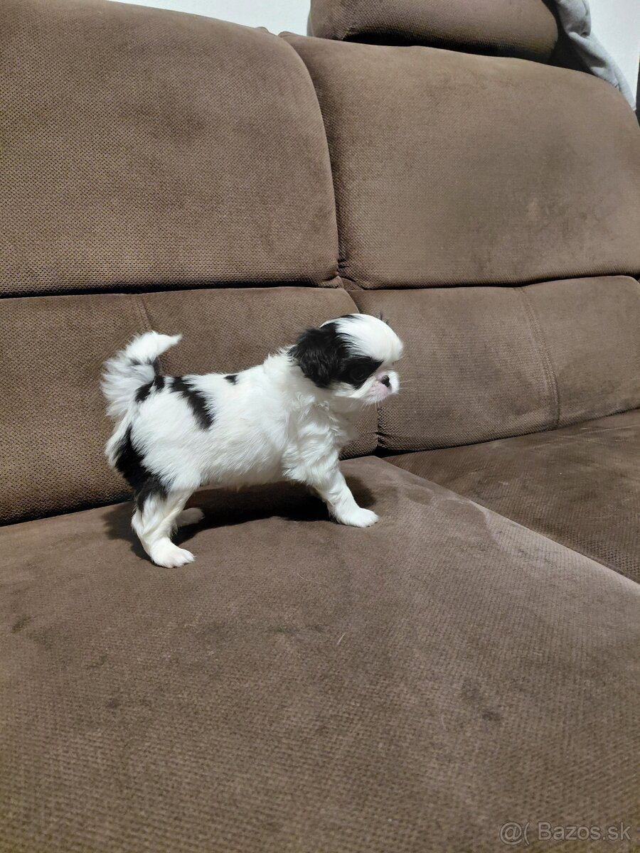 JAPAN CHIN - ŠTĚŇATA S PP - 2