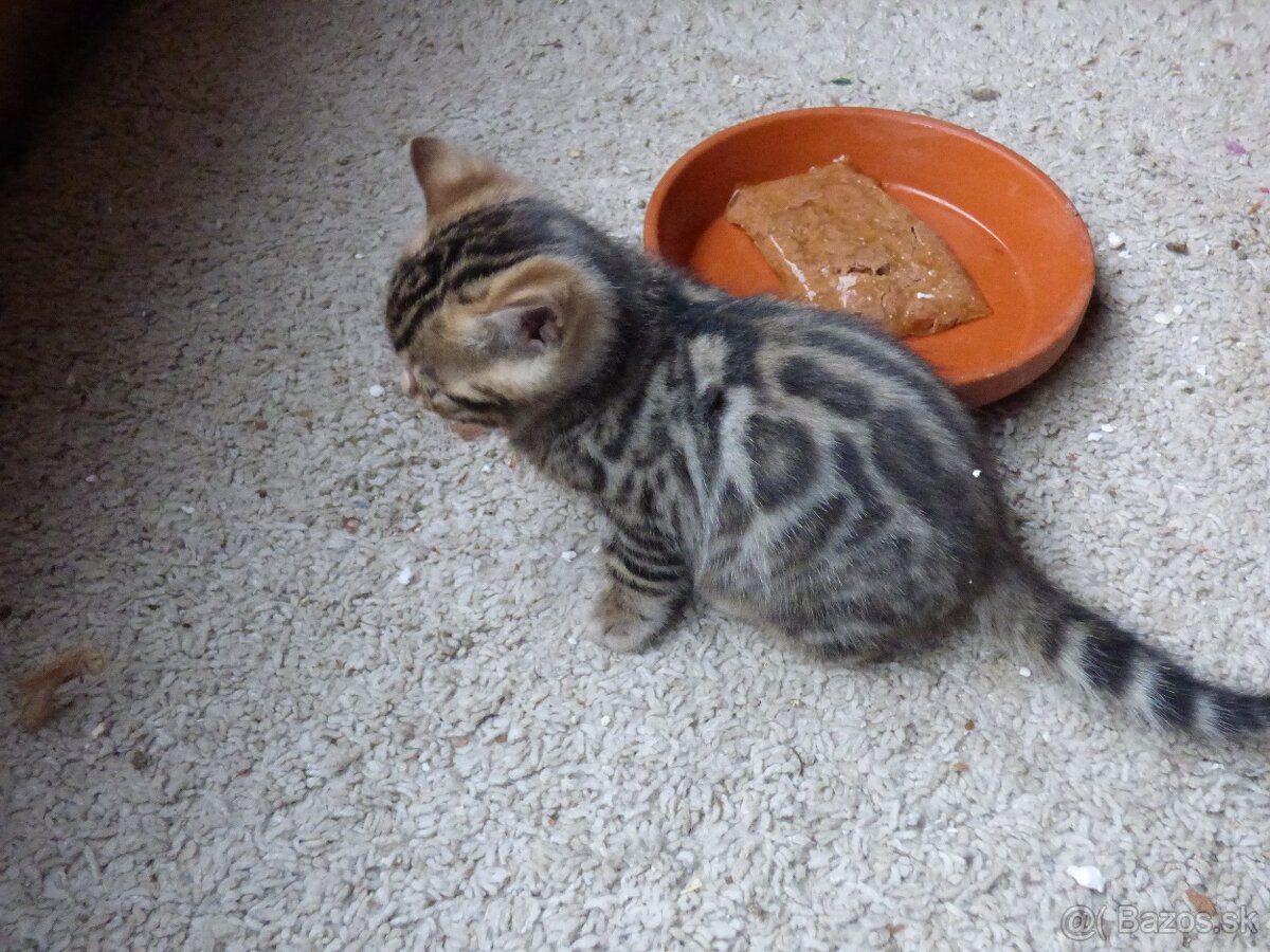 PONUKAM K ODBERU BENGALSKE MACIATKA - 2