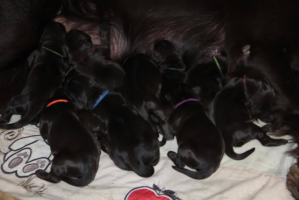 Flat coated retriever - 2