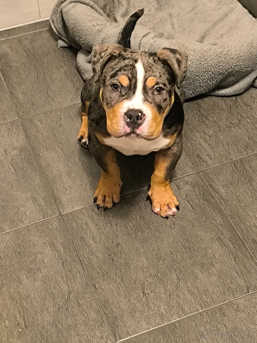 American bully pocket - 2