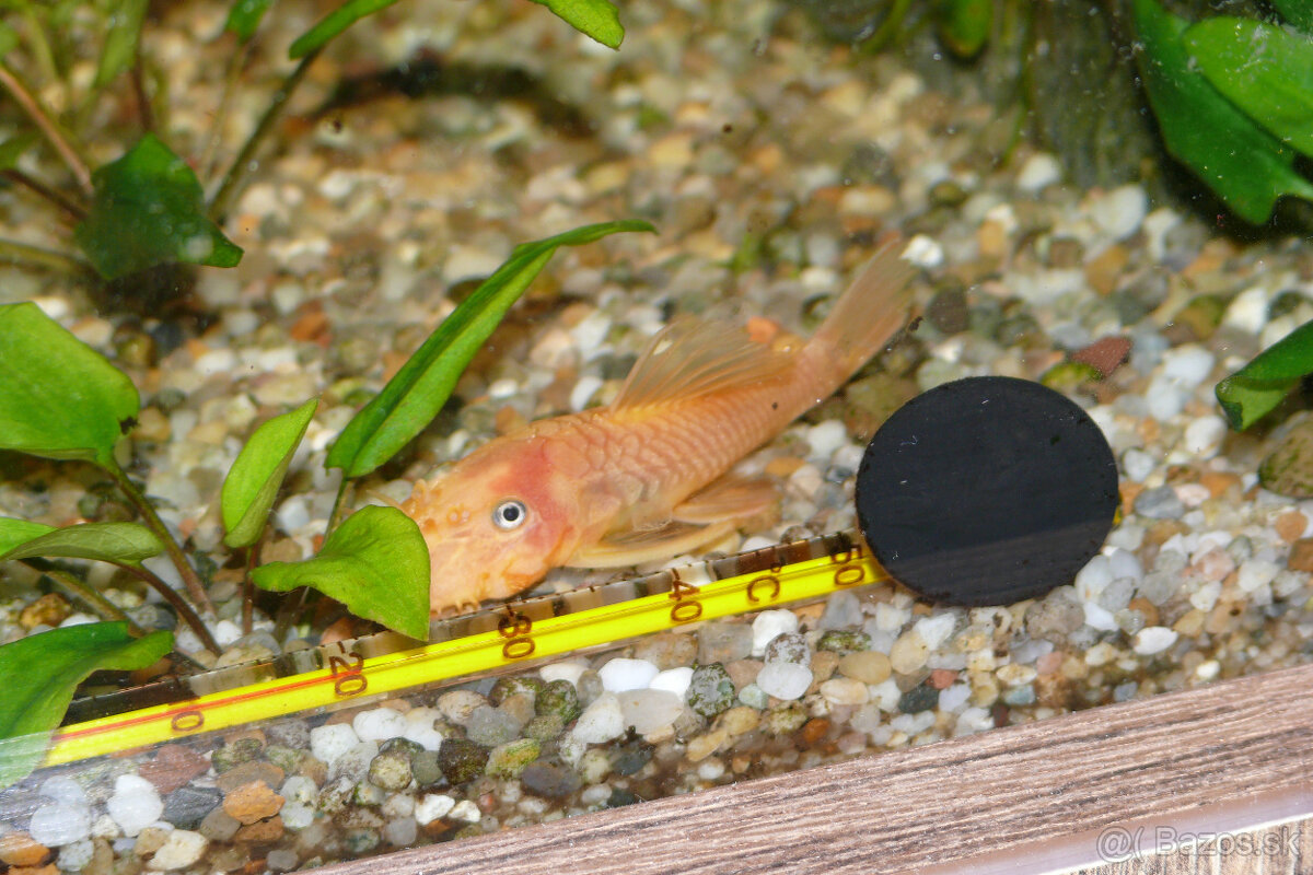 Prísavníky L 144 a rastlinky - 2