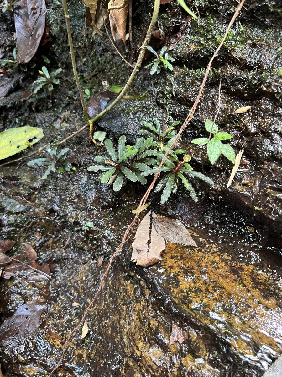Rastlina tropického paludária Bucephalandra sp. - 2