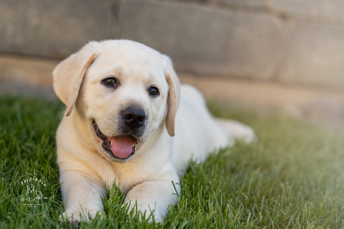 Labrador s rodokmeňom pôvodu - 2