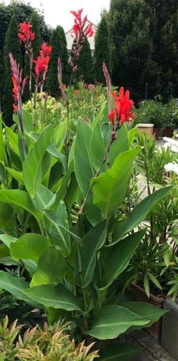 Kana Indická červená - 2