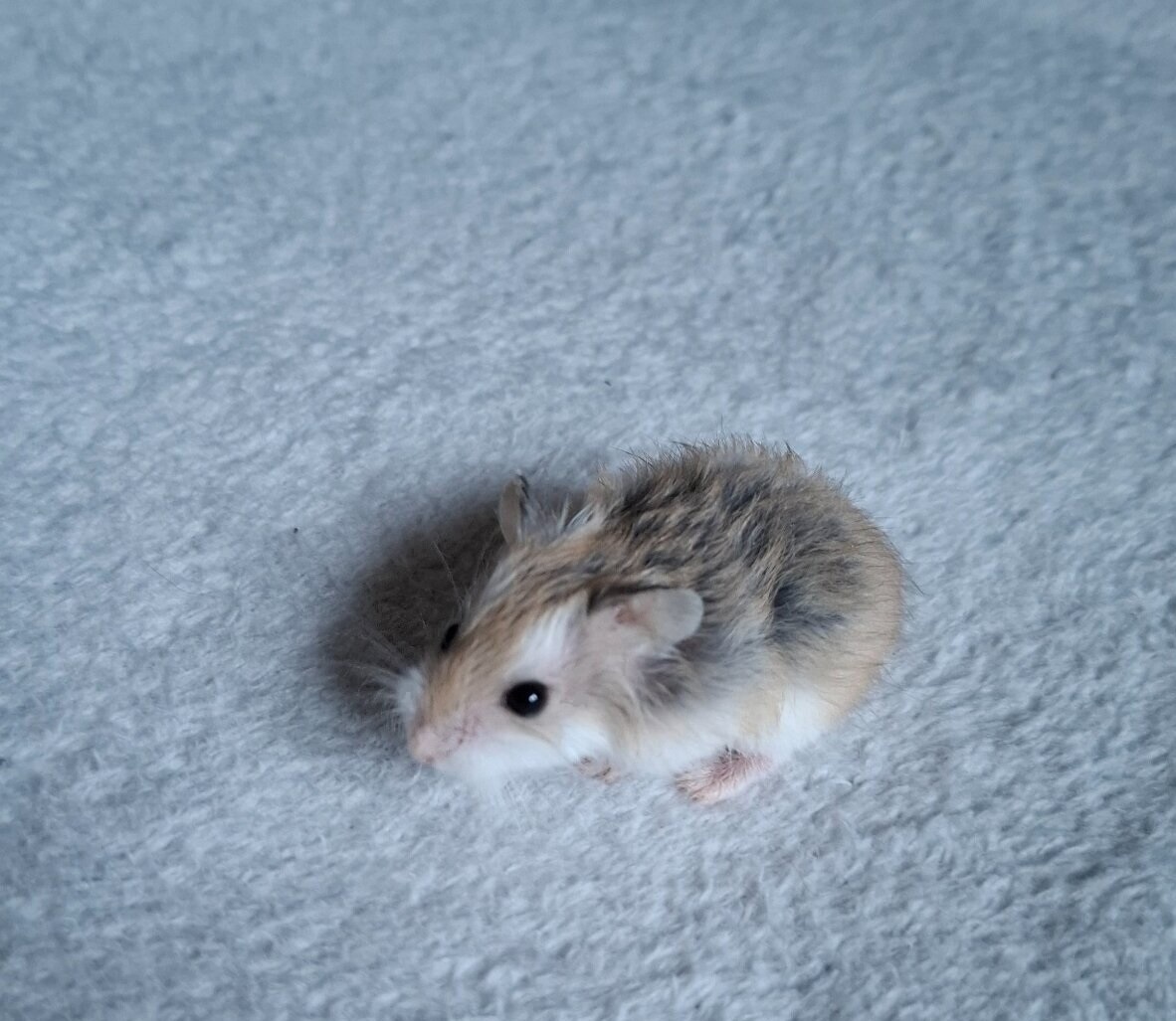 Škrečok roborovský - Phodopus roborovskii - 2