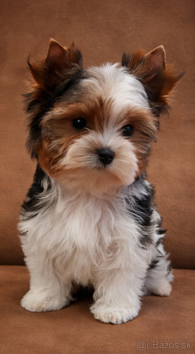 Biewer Yorkshire terrier - sučka s PP - 2