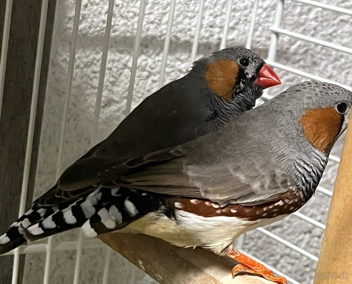 Predám 3ks samčekov zebrička austrálska. - 2