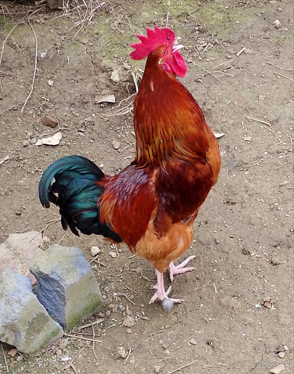 Predám kohuta 10€/ks - 2