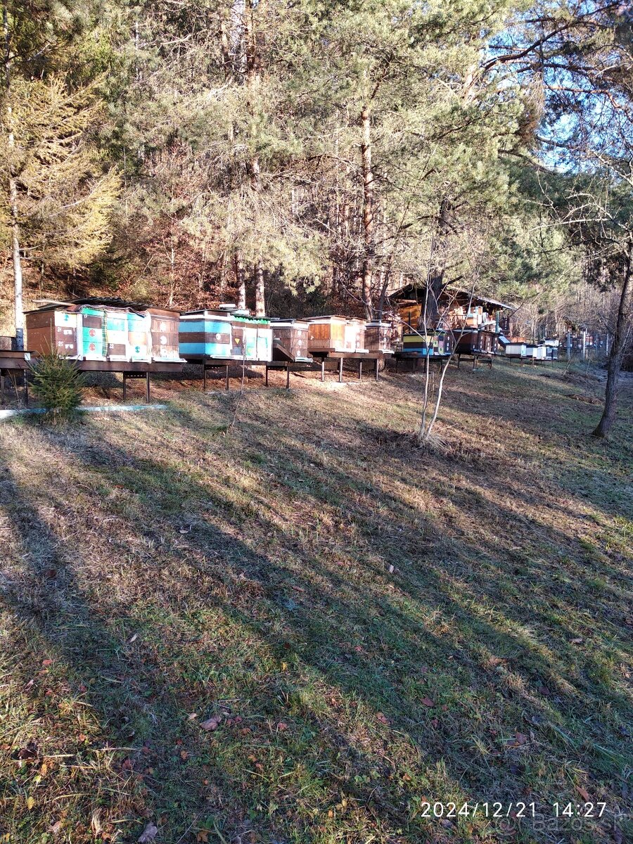 predam včely - 2