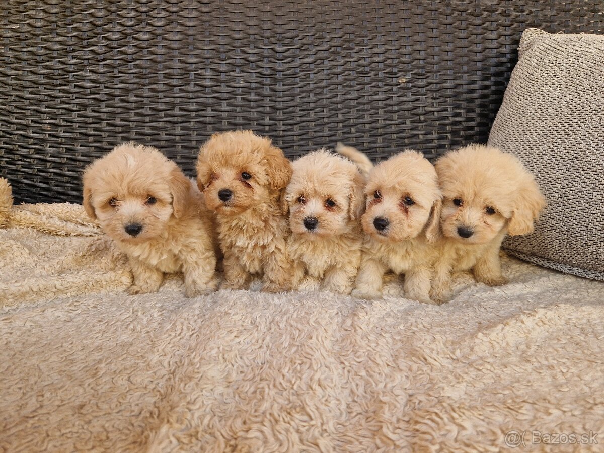 Maltipoo - 2