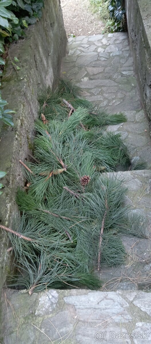 Čečina ,borovica čierna - 2