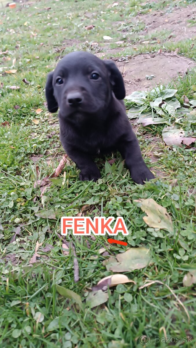 Darujem Šteniatka - 2