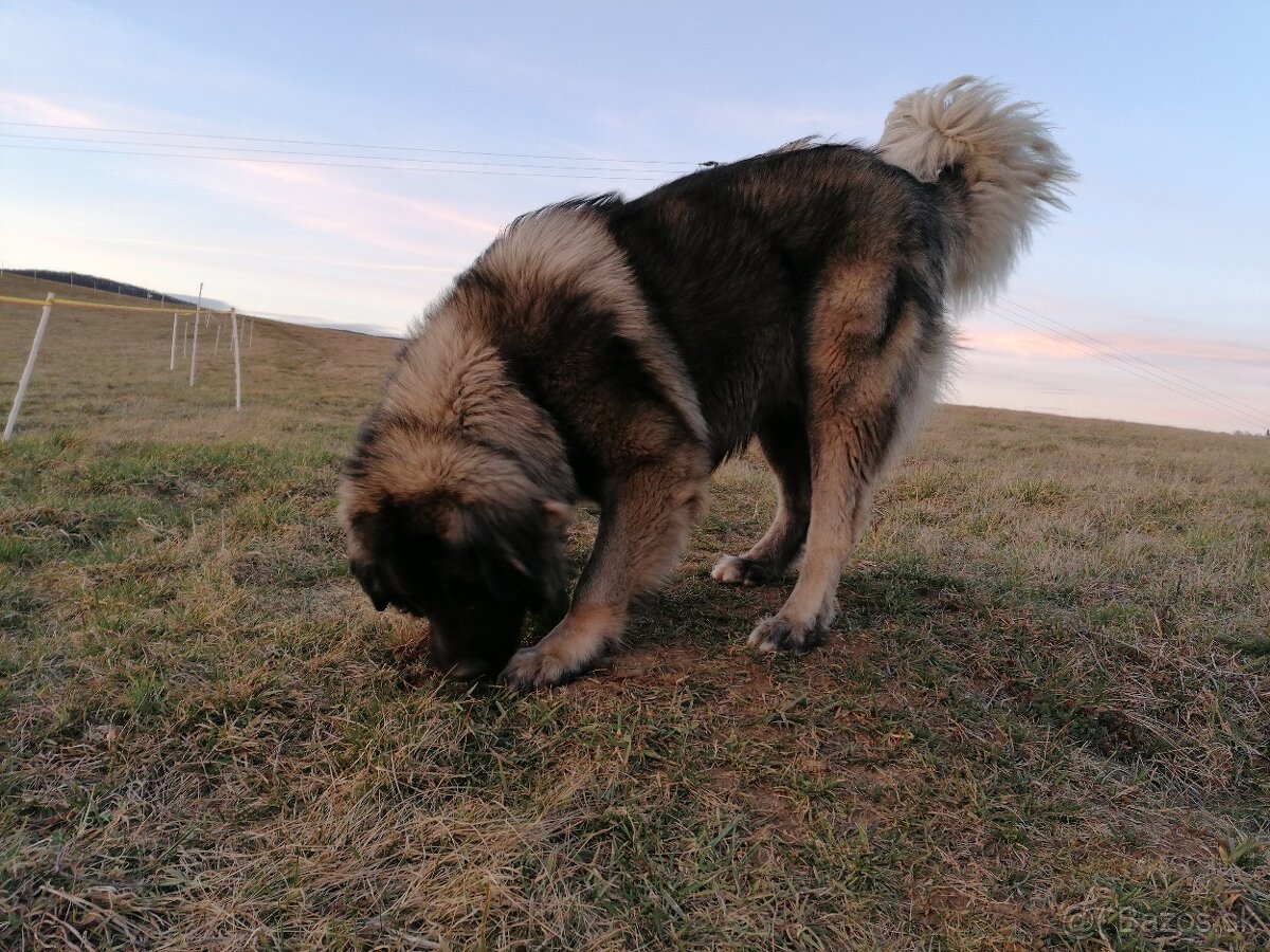 Kaukazský ovčiak - krytie - 2