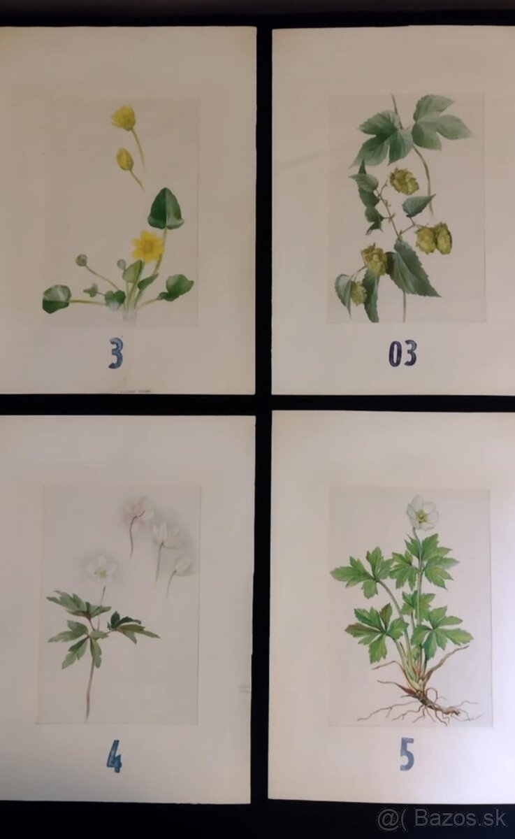 obrázky rastlín - 2