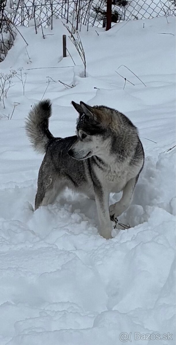 Aljašský Malamut - 2