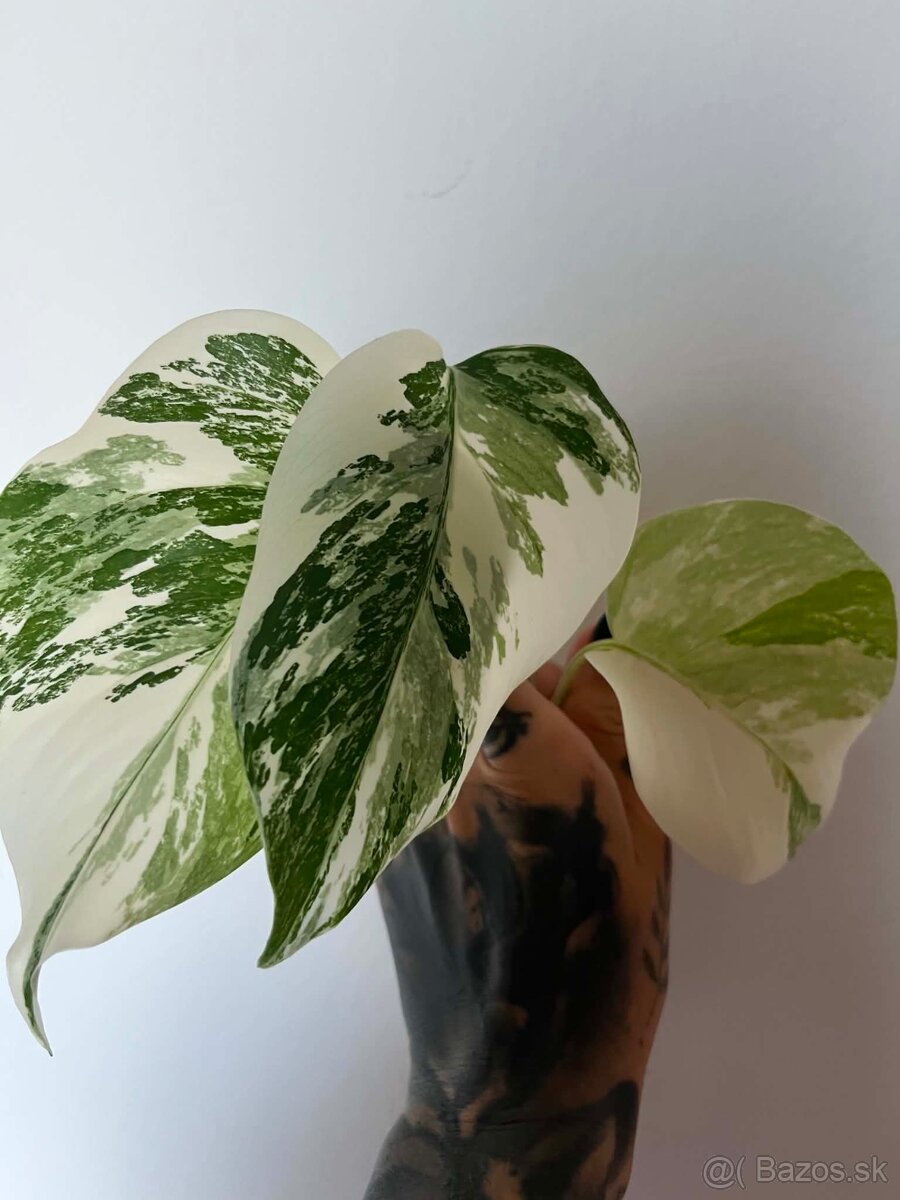 Monstera Albo - 2