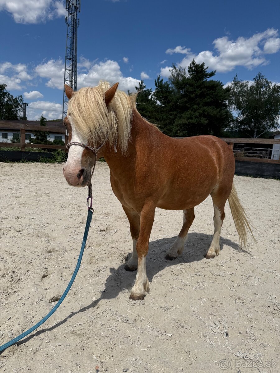 Welsh mountain pony - 2