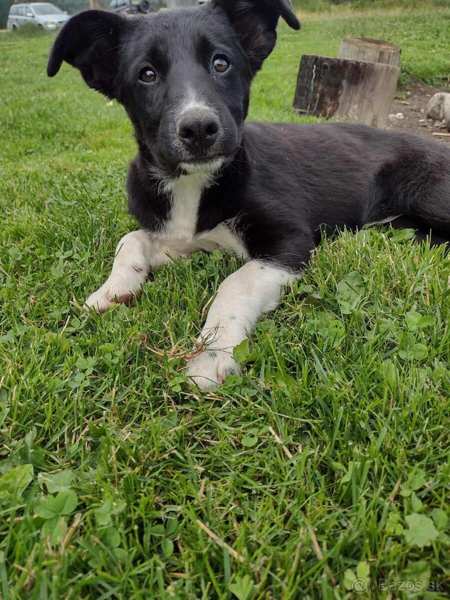 Šteniatko border kolia - 2