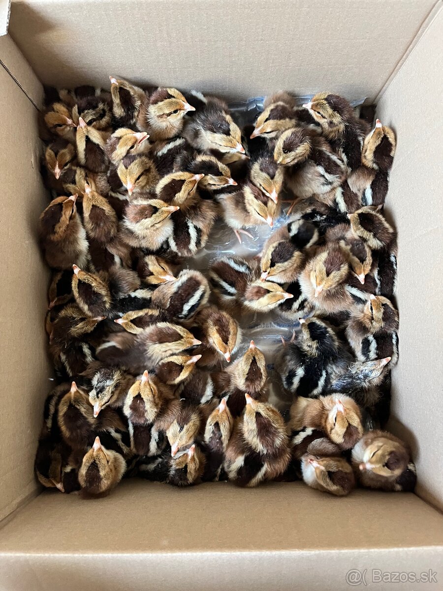 Kuriatka - Vlaška Jarabičia - 2