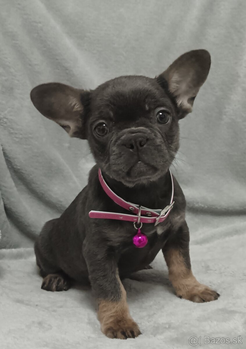 Francúzsky buldoček - 2