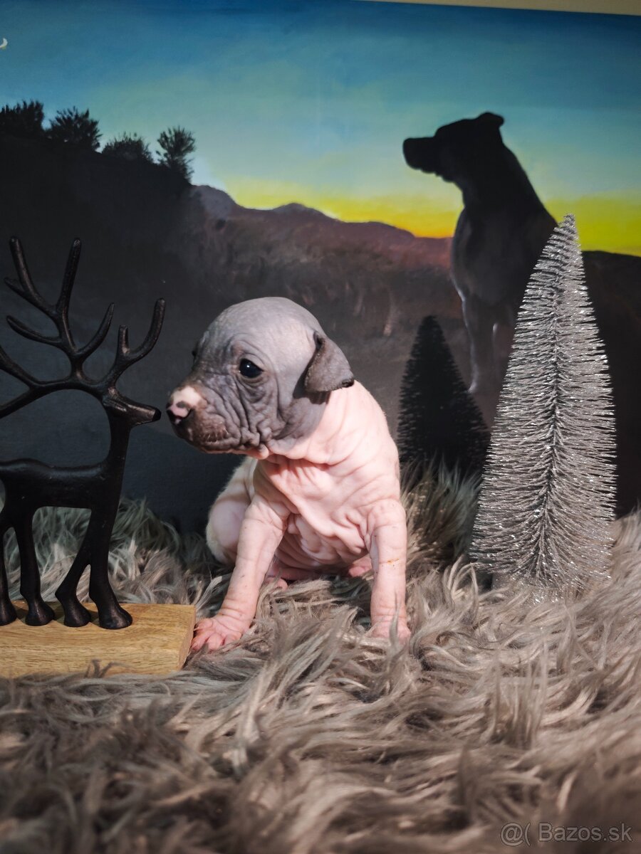 Americký bezsrstý teriér - 2