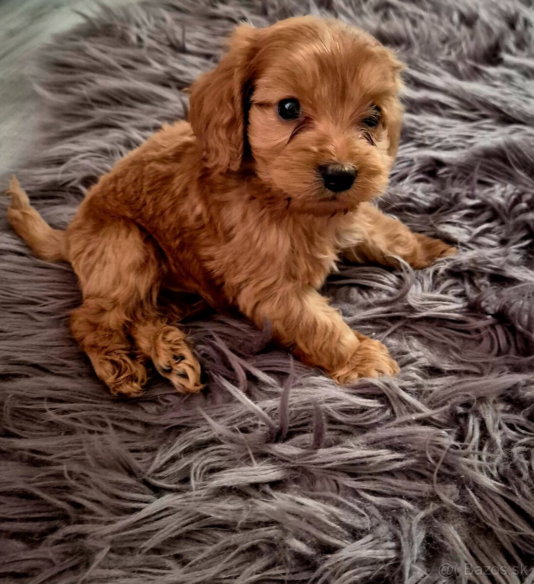 Pudlik trpasličí maltipoo - 2