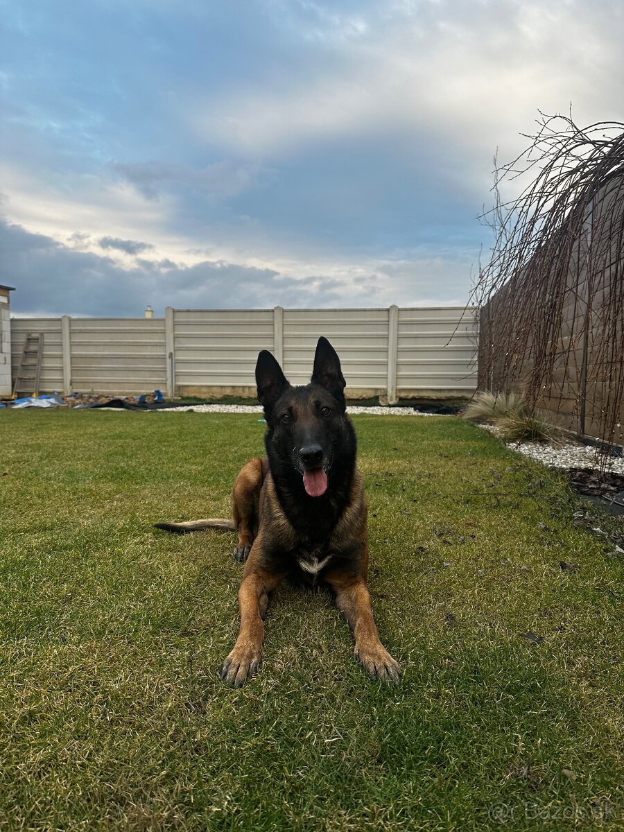 Belgický ovčiak - malinois - 2