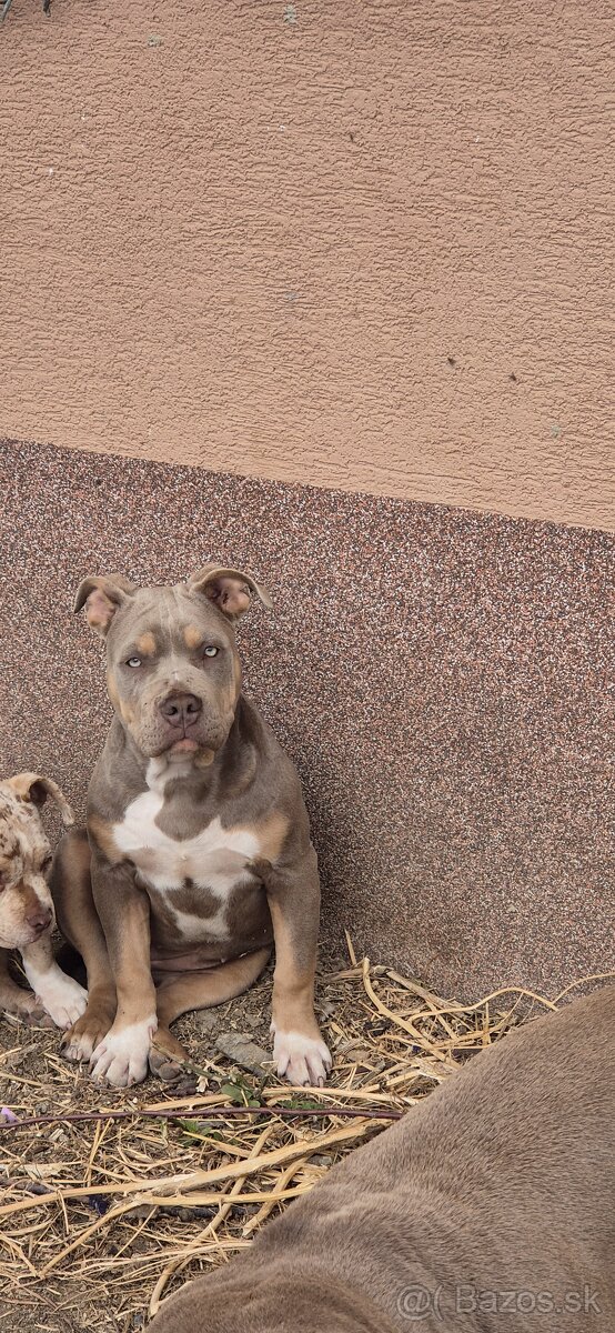 American bully - 2