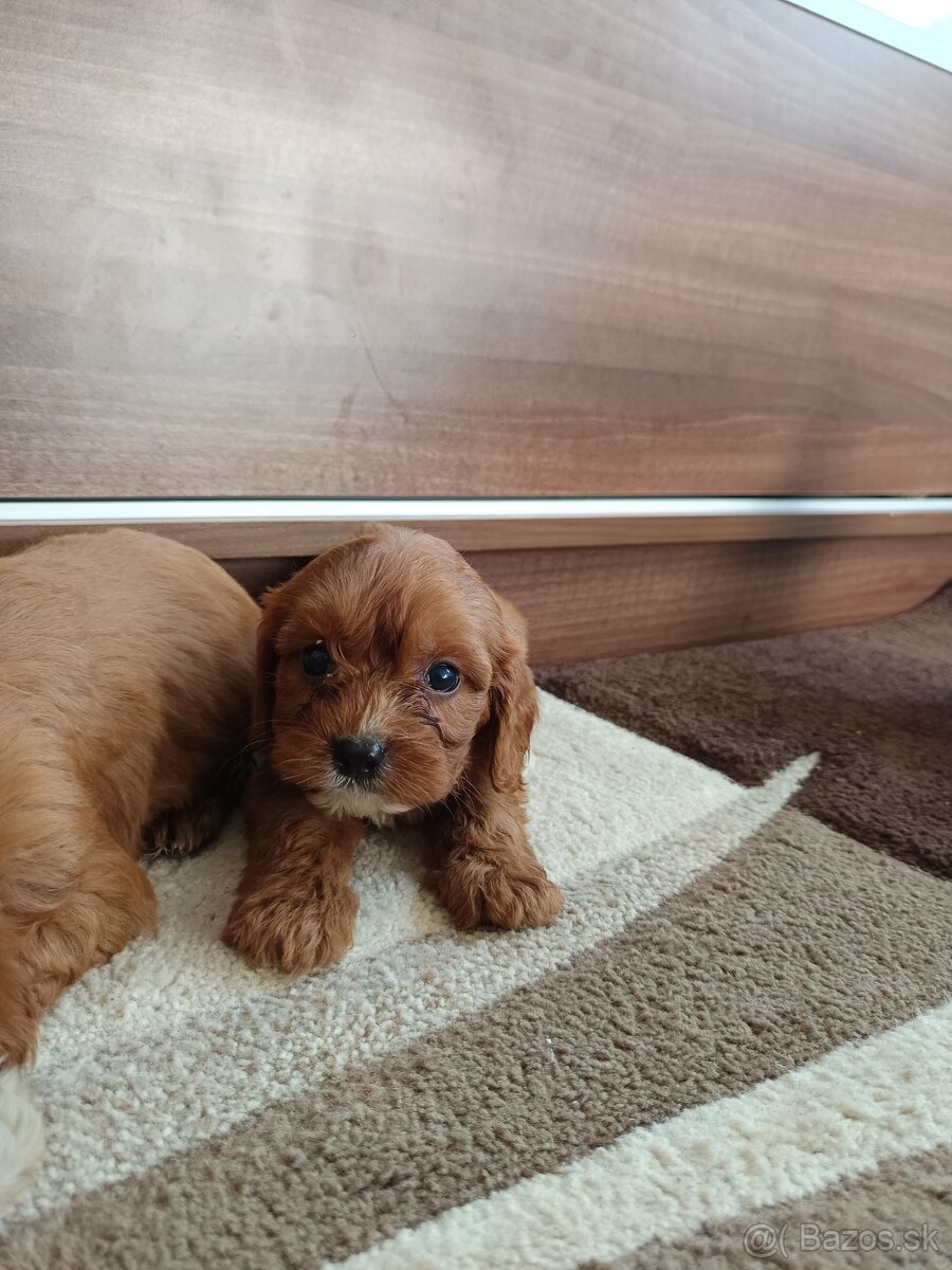 Cavapoo /chalpec/ fenka - 2