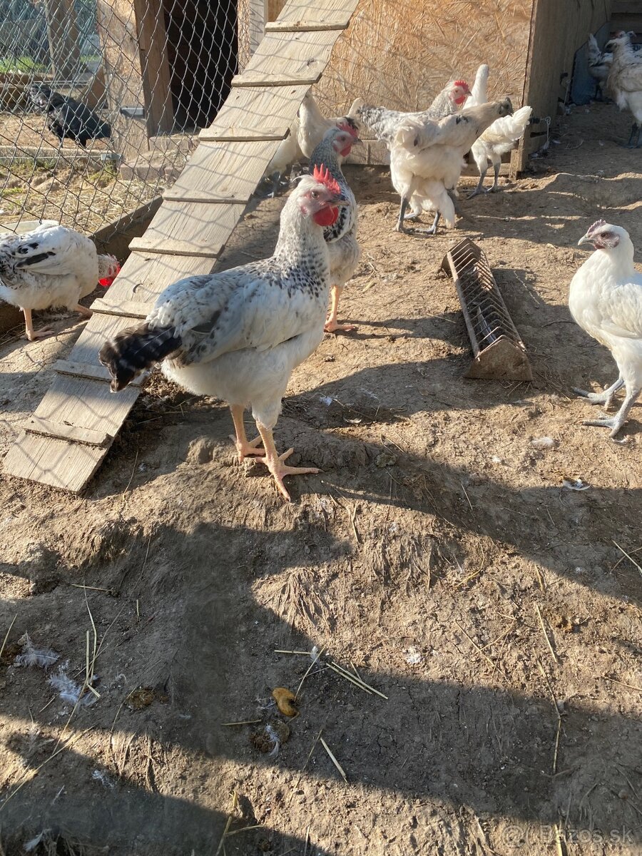 Kohút Dominant GS - 2