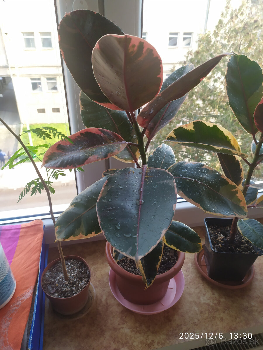 Fikus panašovaný - 2