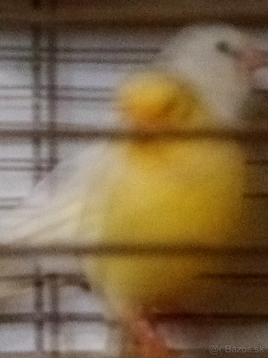 Predám kanáriky - 2