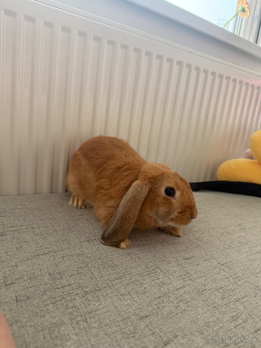 Darujem zajačika do dobrých rúk - 2