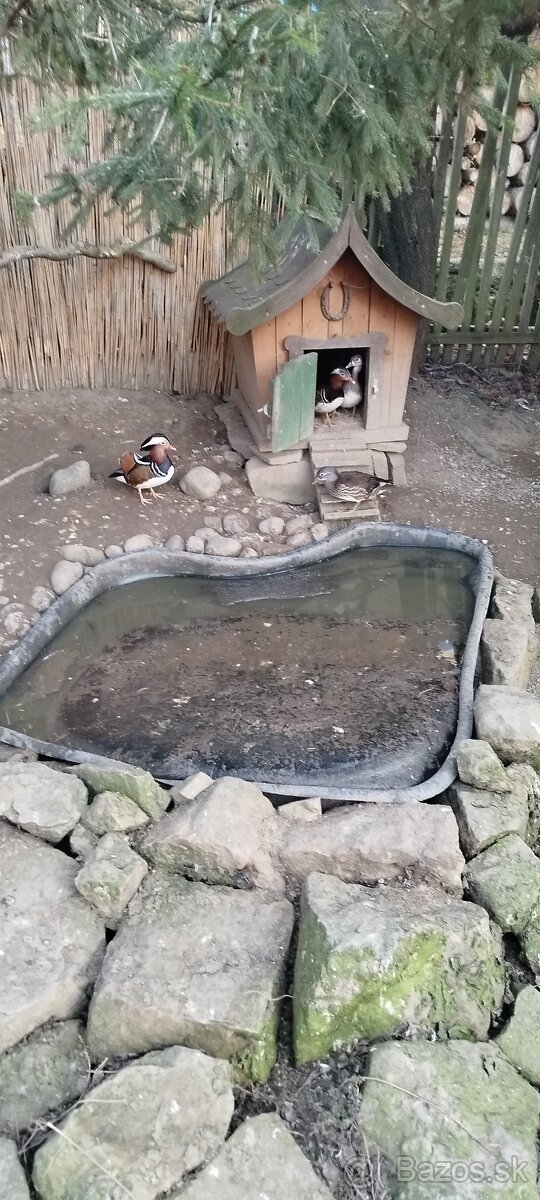 Predám kačice mandarínske - 2