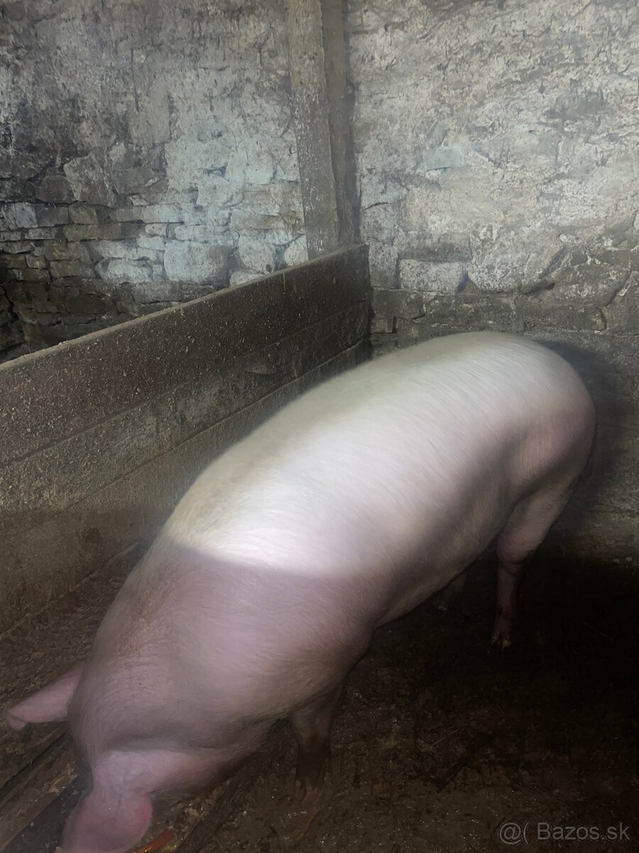 Predám ošípanu - 2