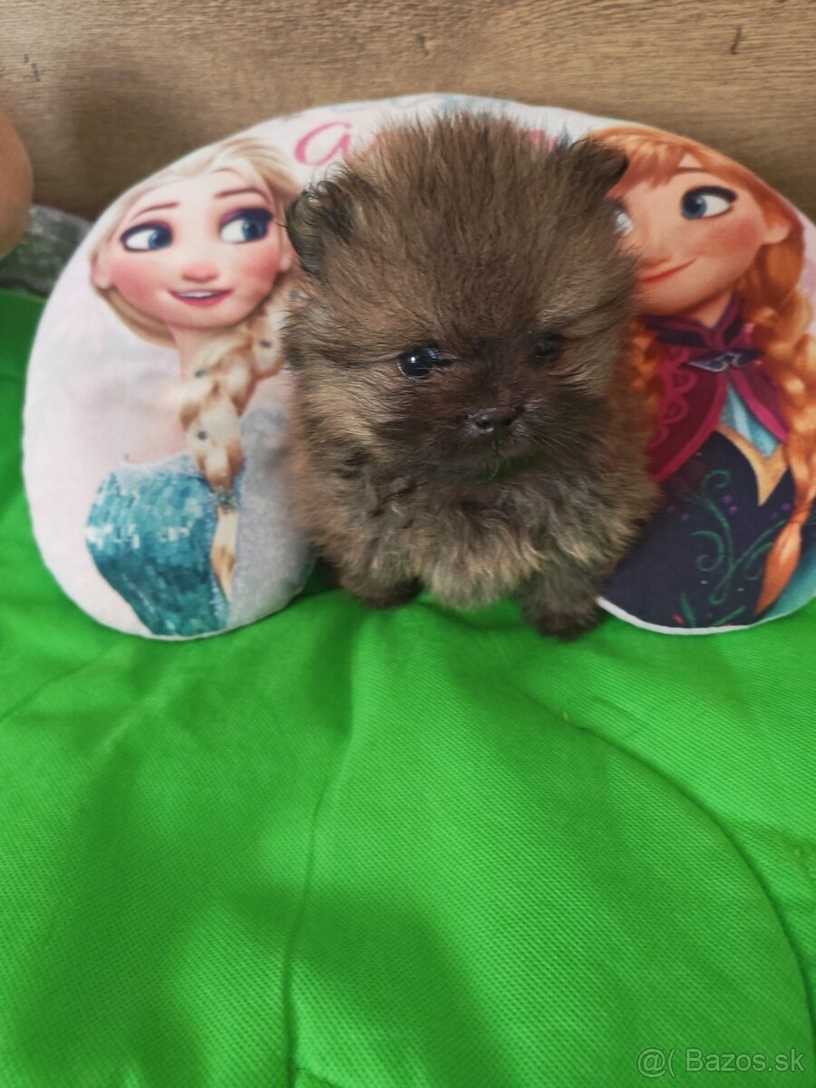Pomeranian - 2
