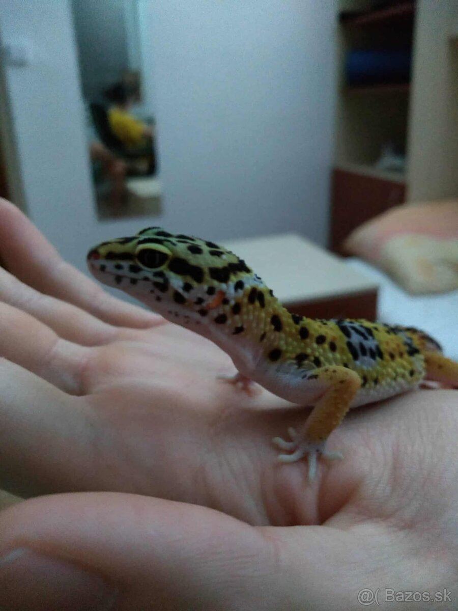 Gekončík nočný - 2