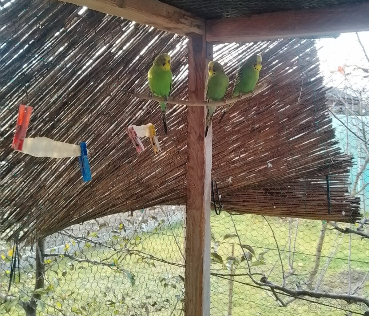 Predám mladé korely a andulky - 2