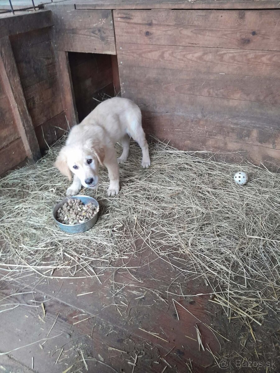 Zlatý retríver - 2