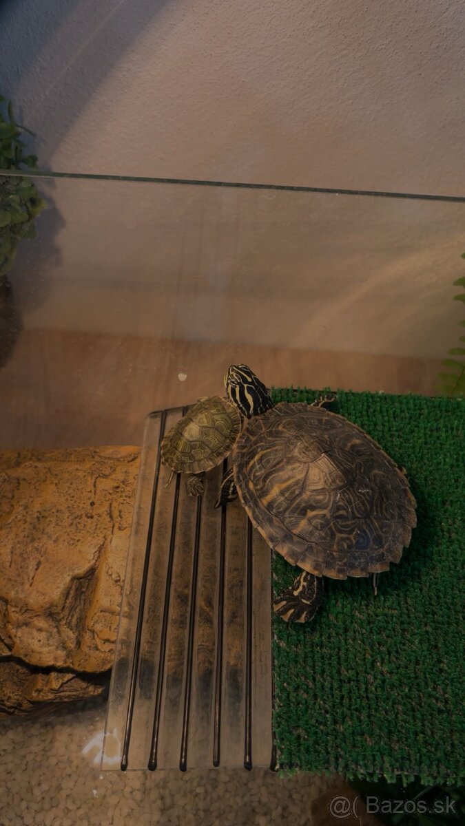 Korytnačky - 2