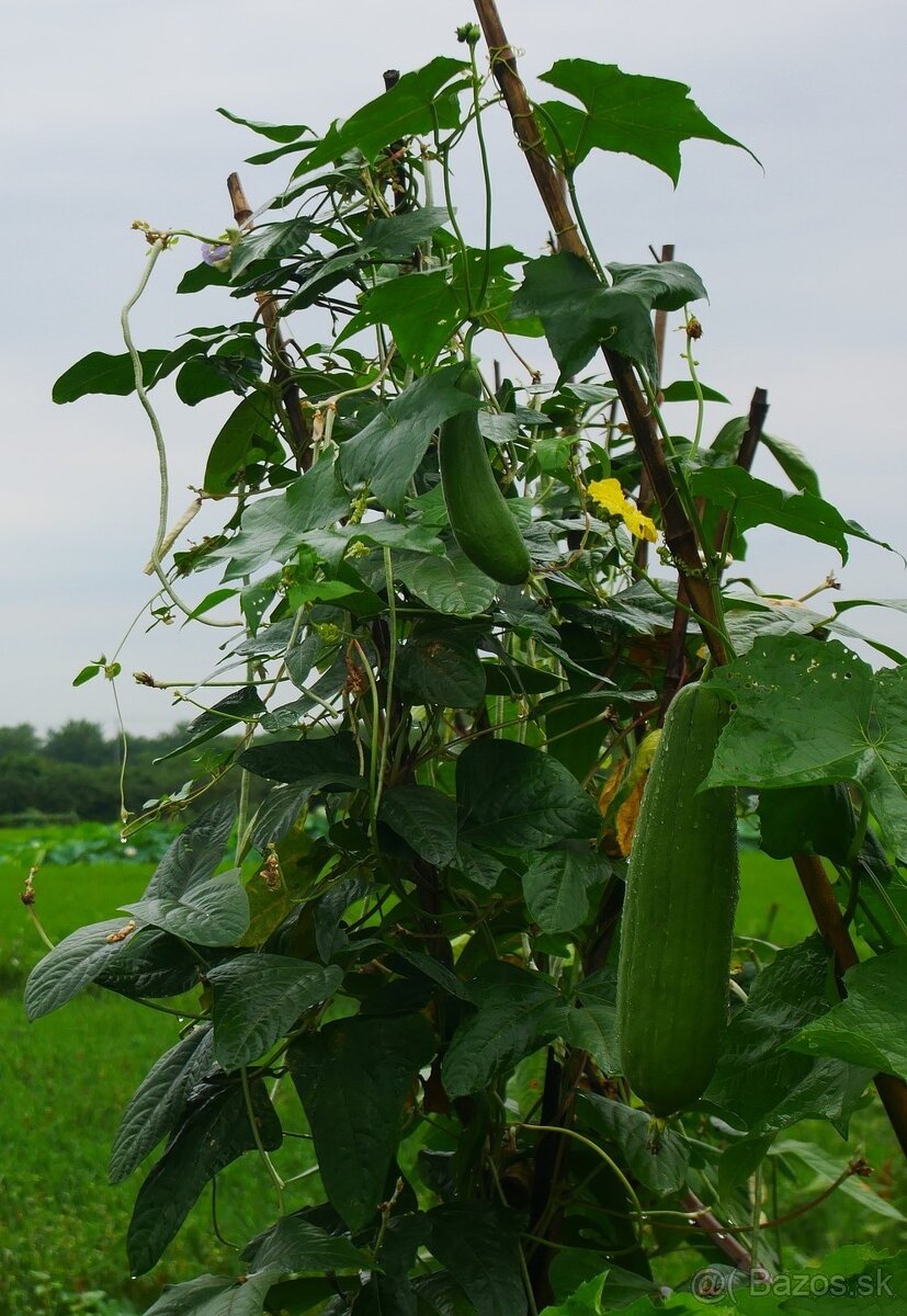 Lufa valcovitá (semená) - 2