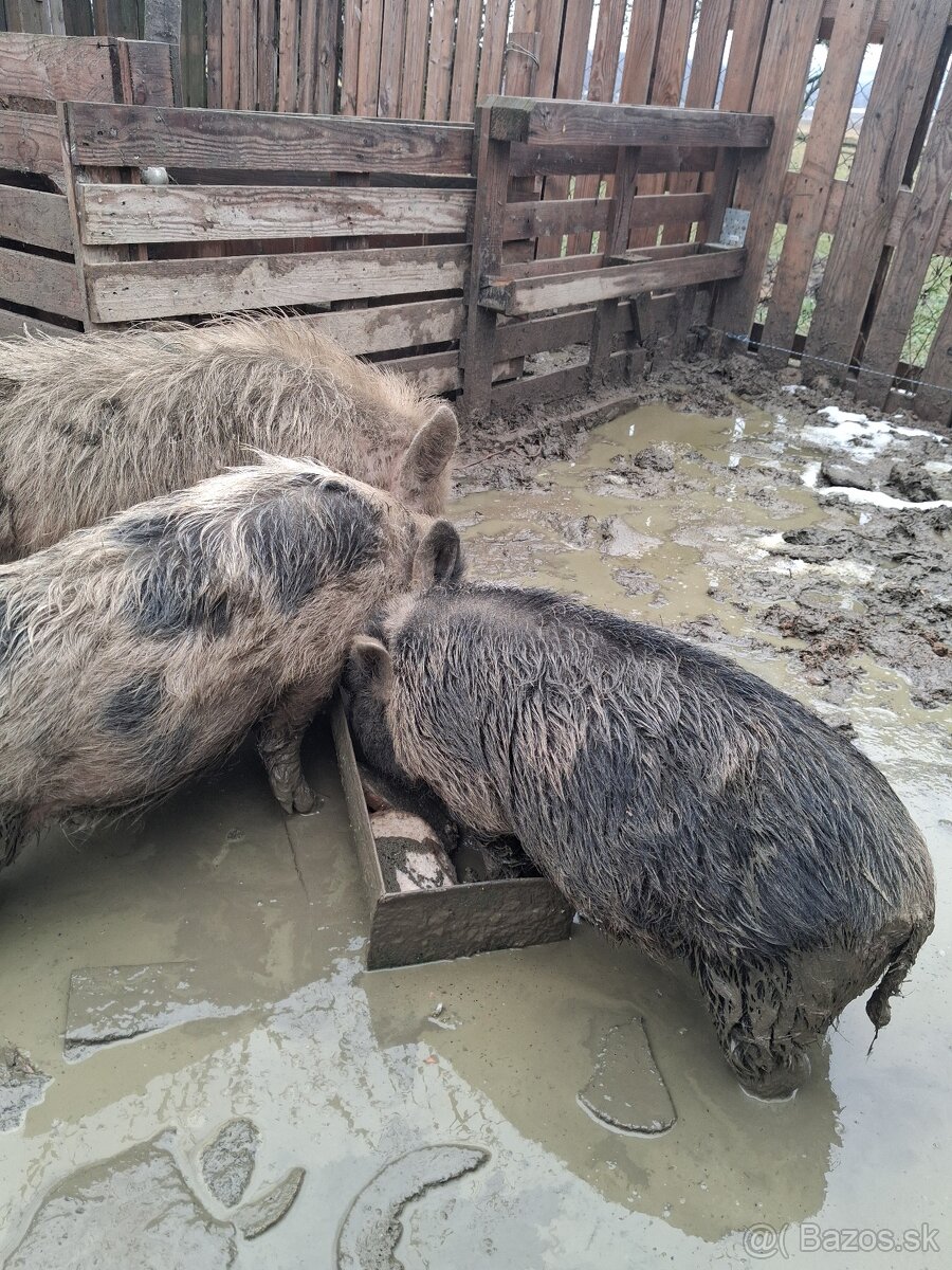 Vietnamske prasa - 2