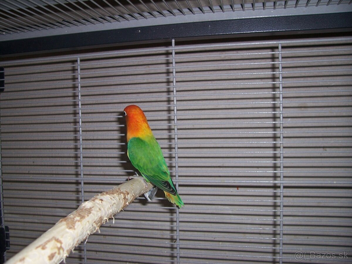 Agapornis fischer - 2