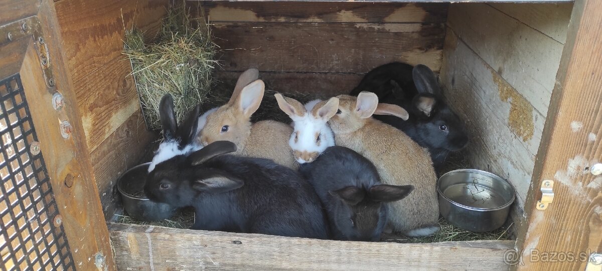 Mám na predaj zajačiky - 2