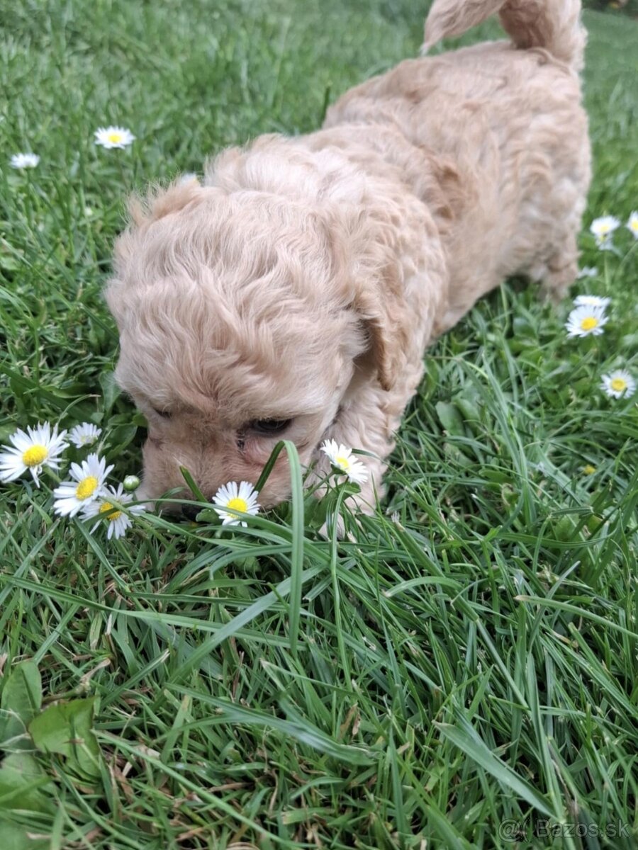 Maltipoo - 2